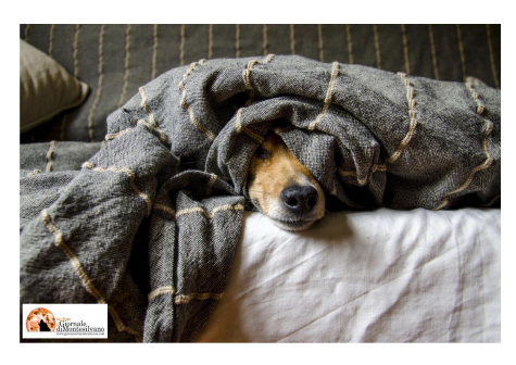 Spese veterinarie. Iva agevolata bocciato emendamento Fina D'Alfonso.