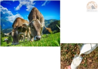 Latte, settore al collasso. 500 aziende in crisi per aumento costo mangimi e calo vendite.