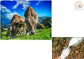 Latte, settore al collasso. 500 aziende in crisi per aumento costo mangimi e calo vendite.