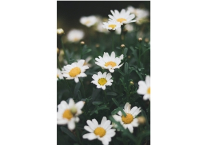 Cordoglio per la morte di Elio Lamparelli.