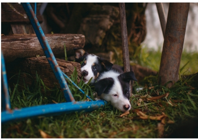 foto  indicativa e generica di cuccioli