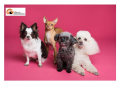 Montesilvano, campagna di sterilizzazione contro il randagismo