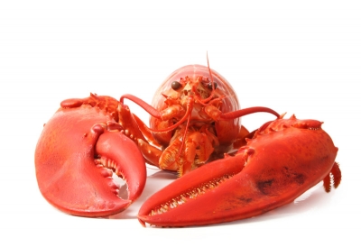 Astici e crostacei vivi e al freddo del frigo e con le chele legate? È reato.