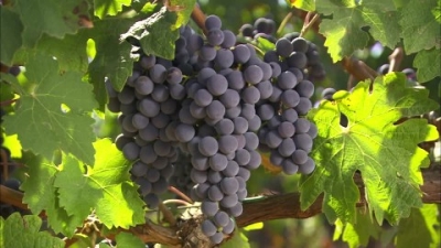 Xylella, confermati i casi sulle viti da vino a Maiorca.