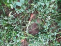 coltello arma dell'aggressione