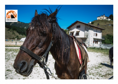 Cento anni dall’istituzione del Parco Nazionale d’Abruzzo celebrati oggi