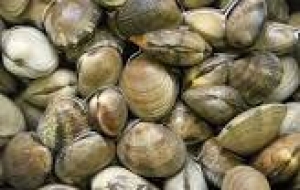 Vongole