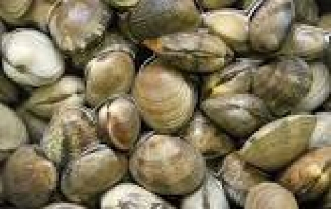 Vongole