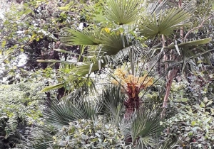 Loreto Aprutino Il Giardino si racconta attraverso le piante.