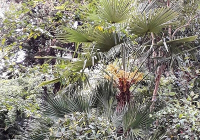 Loreto Aprutino Il Giardino si racconta attraverso le piante.