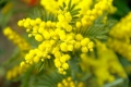 Festa della Donna, dalla Fidapa mimosa alle neo mamme e figli