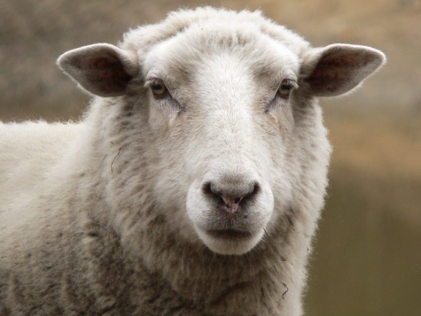 Embrione ibrido pecora-uomo creato in laboratorio