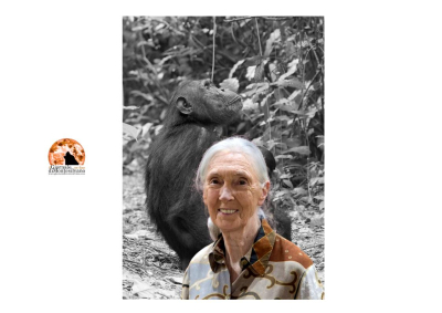 Addio a Jane Goodall, icona mondiale della difesa degli animali