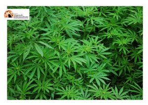 Piantagione di marijuana scoperta a Loreto Aprutino, contrada Schizzetto