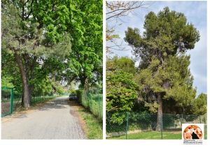Pescara/via Pantini. "Gli alberi di Via Pantini sono un tesoro della bella Pescara. Vanno salvati." 