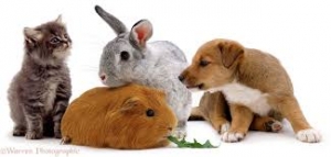 Pescara. Cimitero per gli animali, progetto di quasi 600 posti a San Silvestro