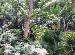 Pasquetta, al Parco dei Ligustri la Caccia al Tesoro Botanico