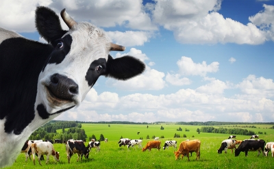 Pianella la benedizione di trattori e animali