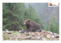 Orsa Jj4 scagionata da perizia: runner ucciso da un orso maschio