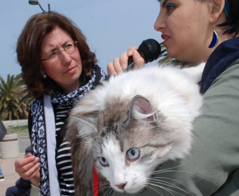 Gattone bellissimo