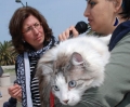 Gattone bellissimo