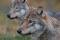 Abruzzo. NO Abbattimento Lupi! Wwf appello a Giunta D'Alfonso. Votate contro!