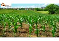 CSR Abruzzo: pubblicati tre bandi per sostenibilità e competitività comparto agricolo