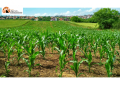 CSR Abruzzo: pubblicati tre bandi per sostenibilità e competitività comparto agricolo