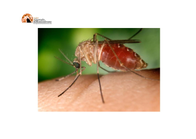 Abruzzo/Virus West Nile (WN): primo probabile caso umano, ricovero a Pescara.
