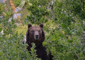 Orso marsicano, esemplare bellissimo