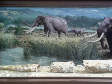 Città Sant'Angelo. Zanna di 125mila anni, al “Palaeoloxodon antiquus”