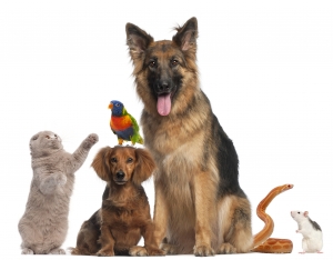 Montesilvano, cimitero privato per gli animali d’affezione