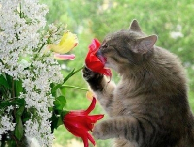 Montesilvano. Dopo le fragole per i cani, ecco i fiori per i gatti!