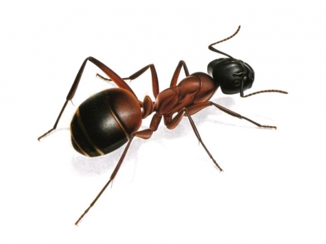 Pescara, scuola invasa dalle formiche, Pignoli, “Mamme inascoltate”