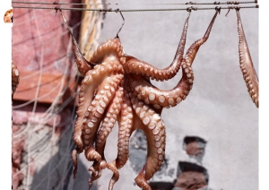 Pescara, pescatori di frodo razziano 100 kg di polpi. Beccati, bottino ritorna in mare