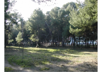 Montesilvano/Riserva di Santa Filomena: pini abbattuti per burrasca. "Progettati dalla natura per resistere"