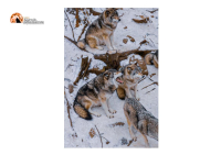 Trento. 4 lupi trovati morti nei giorni scorsi: richiesta analisi sulle cause