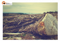 “Alberofobia in Abruzzo” Una riflessione sulla situazione del taglio degli alberi
