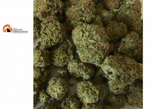 Commerciante e compagna del chietino trovati con sostanze psicotrope.