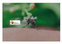 Montesilvano/prevenzione West Nile. Avvocato residente richiede disinfestazione straordinaria adulticida e larvicida