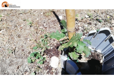 Caso Roverelle al Parco Di Cocco. La risposta del Co.n.al.pa. Pescara a Santilli