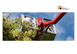 Montesilvano, al via il Piano Potature 2026: interventi su oltre 450 alberature cittadine