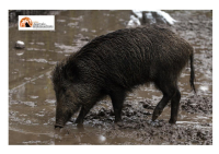 Fossacesia, ordinanza ungulati: Polizia provinciale incaricata di prelevarli
