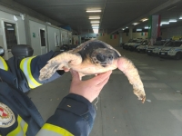 Superlavoro per i volontari del Centro Studi Cetacei