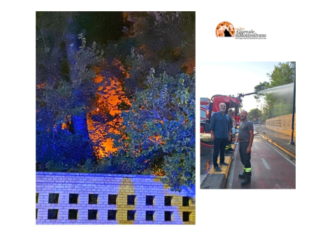 Pescara. Incendio nella Pineta Dannunziana: "confinato tra viale della Pineta e il laghetto dei cigni, prima di placarsi definitivamente"