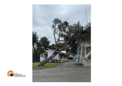 Cade un albero sullo stadio di Pescara, via libera all'abbattimento