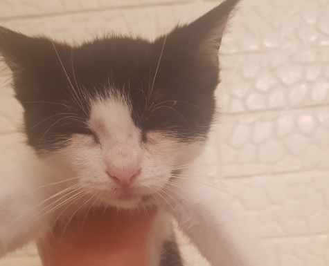 Ortona. Passeggiata di gruppo sotto le stelle con i pelosetti