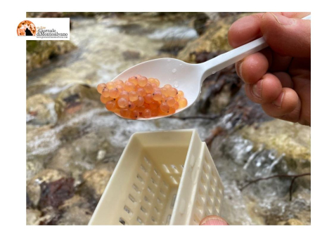 Trota a rischio estinzione. In azione Life Streams per riproduzione trota del Parco Nazionale Maiella