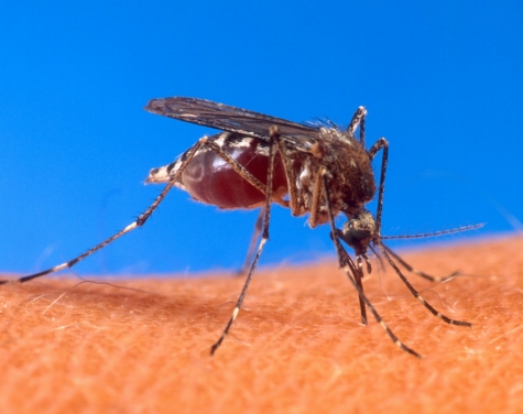Montesilvano, disinfestazione per tre giorni: ecco le vie