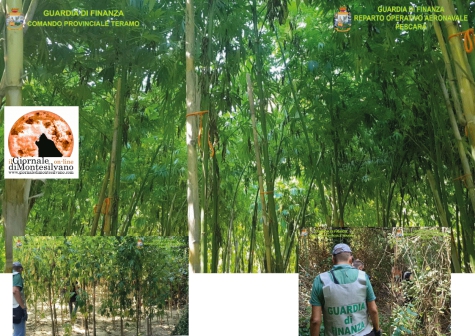 Tortoreto, Finanza sequestra 180 piante di cannabis 3,5 metri